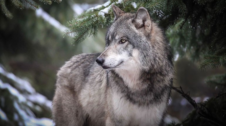 NRA Hunters' Leadership Forum | Federal Judge Rolls Back Montana Wolf Quotas to 2020 Numbers