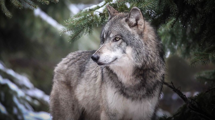 Federal Judge Rolls Back Montana Wolf Quotas to 2020 Numbers