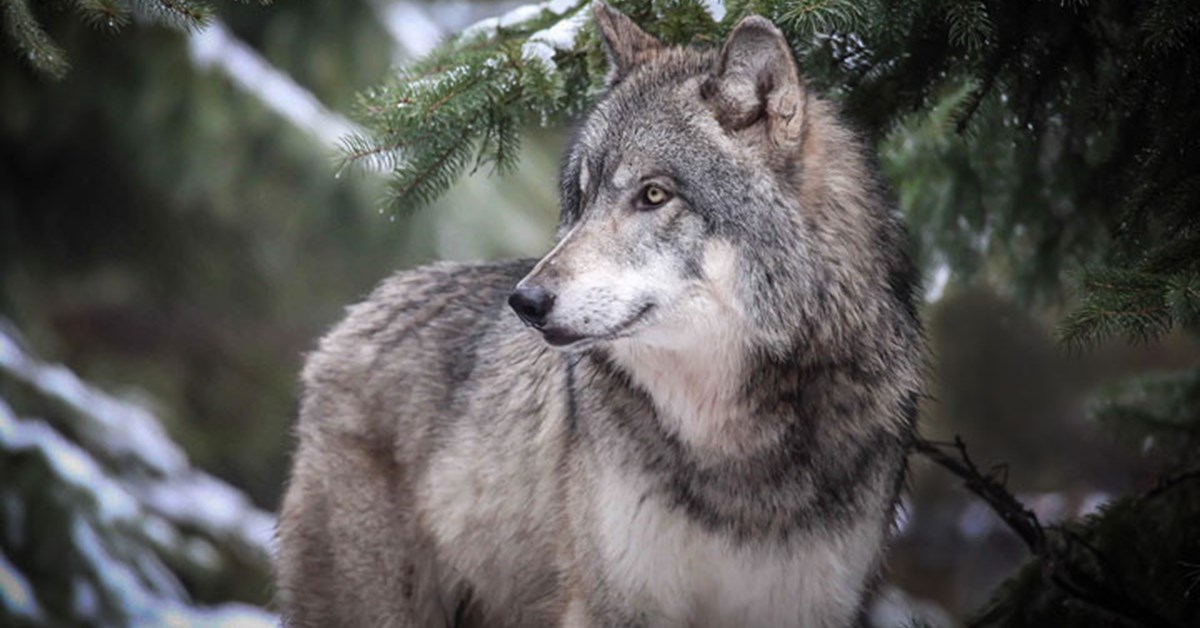 NRA Hunters' Leadership Forum | Federal Judge Rolls Back Montana Wolf