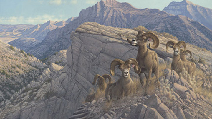 print of michael sieve's rams