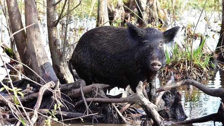 Feral “Swine Bomb” Explodes Across Louisiana