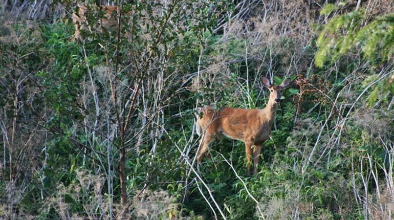 NRA Hunters' Leadership Forum | Federal Funding Approved to Battle Chronic Wasting Disease