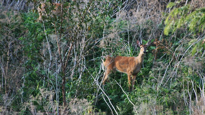 Federal Funding Approved to Battle Chronic Wasting Disease