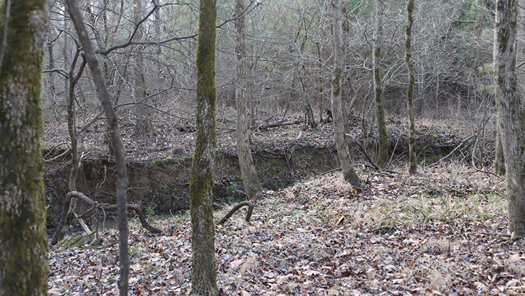 photo of woods showing where the bobcat sat