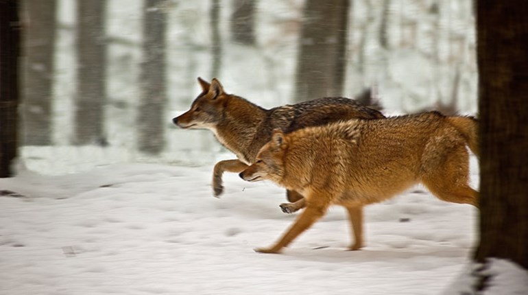 NRA Hunters' Leadership Forum | Wile E. Coyote on the East Coast, the West Coast—and Everywhere in Between