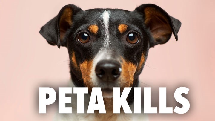 PETA Slaughter Tops 45,000 Dogs, Cats and Other Pets