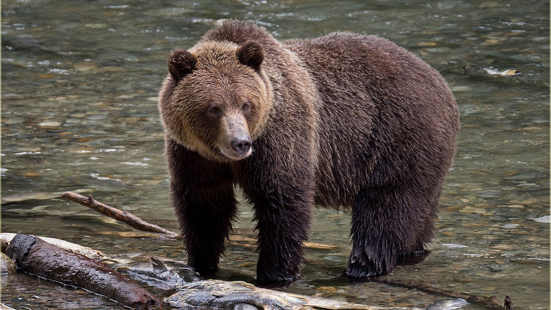 NRA Hunters' Leadership Forum | USFWS Considers Delisting Grizzlies in Two Ecosystems in the Lower 48