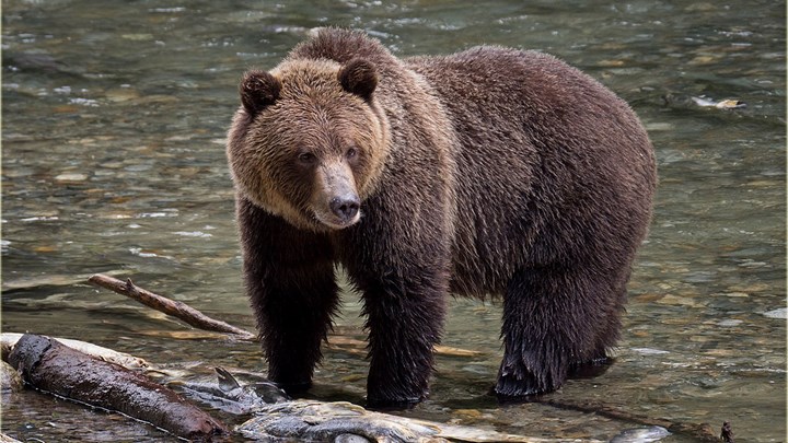 USFWS Considers Delisting Grizzlies in Two Ecosystems in the Lower 48