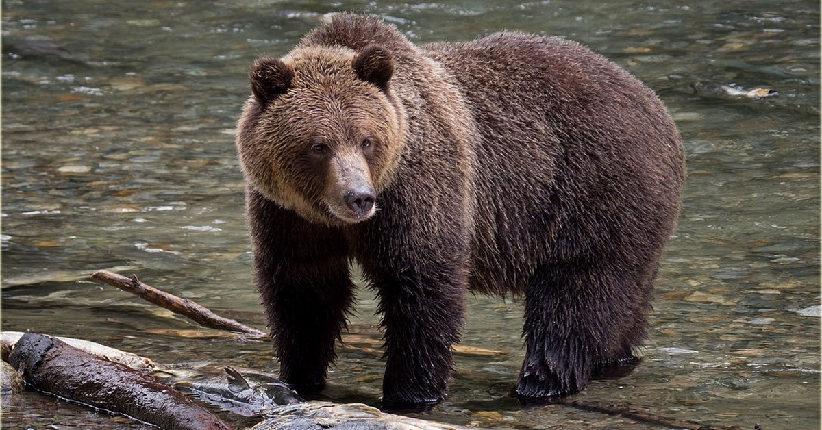 grizzly dsip USFWS Considers Delisting Grizzlies in Two Ecosystems in the Lower 48 Buy TB500 BPC-157 Pre-Mixed