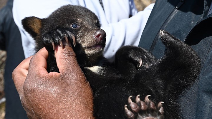 Voice of Leadership: How Conservation Is Funded—Cute Bear Cubs and All
