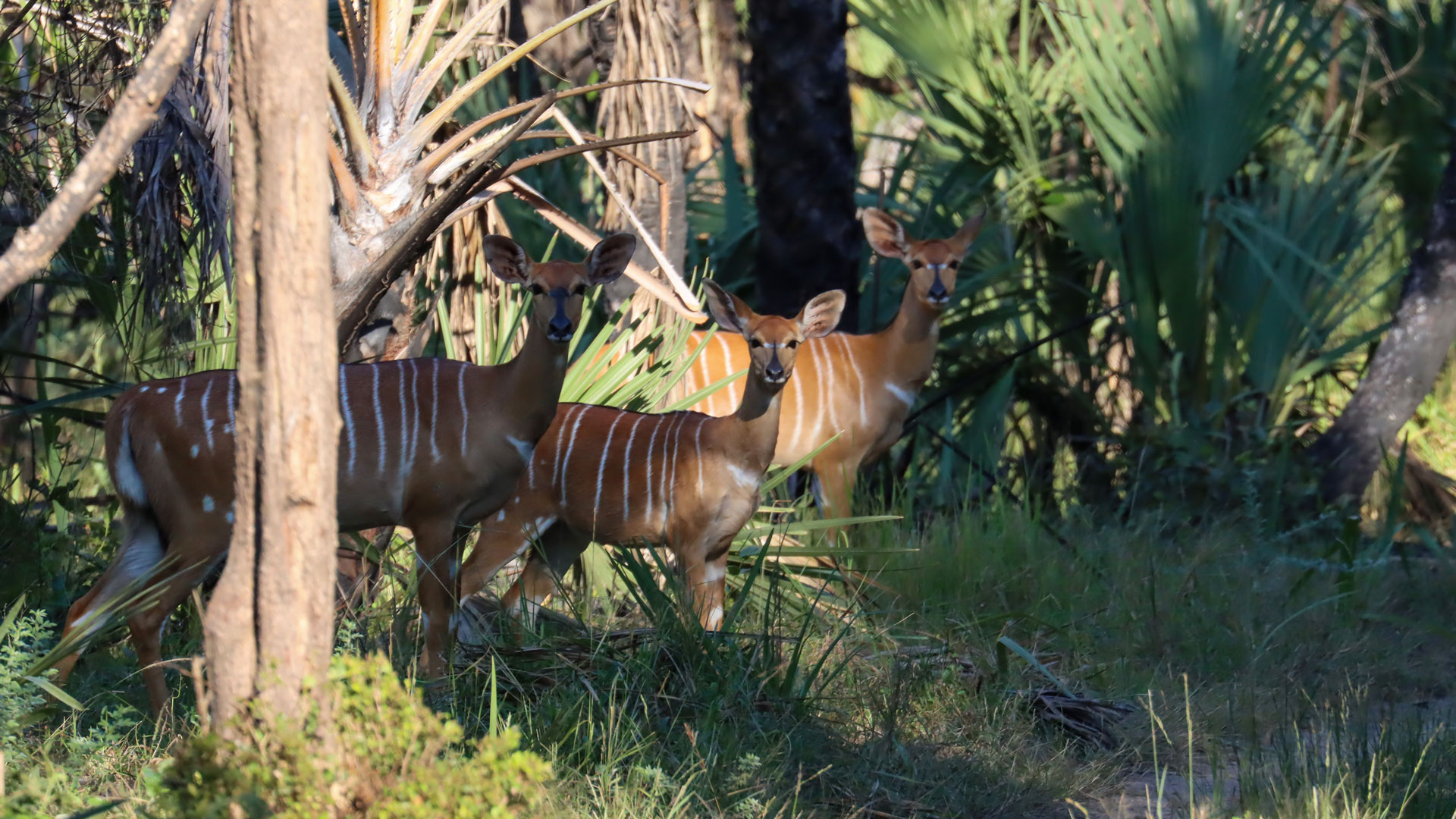 nyala cow and young