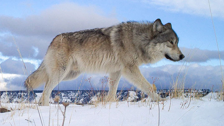 NRA Hunters' Leadership Forum | Colorado Bill Defining Wolves as “Experimental Population” Heads to House Floor Today