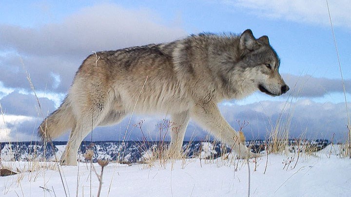Colorado Bill Defining Wolves as “Experimental Population” Heads to House Floor Today
