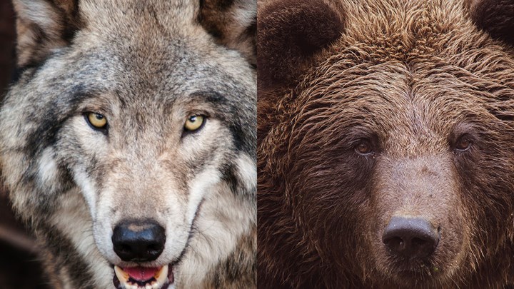 Federal Bills Addressing Gray Wolf and Grizzly Bear Management Pass out of Committee