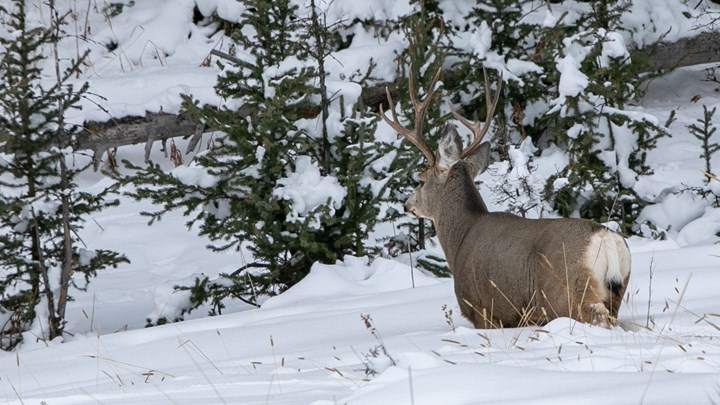 Wyoming Hunter Launches “Let a Deer Walk” Program Following State’s Disastrous Winterkill