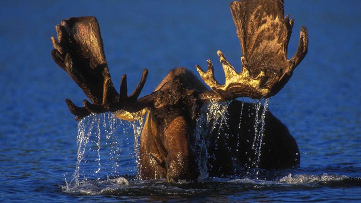 Alaska Confirms First Case of Rabies in Moose