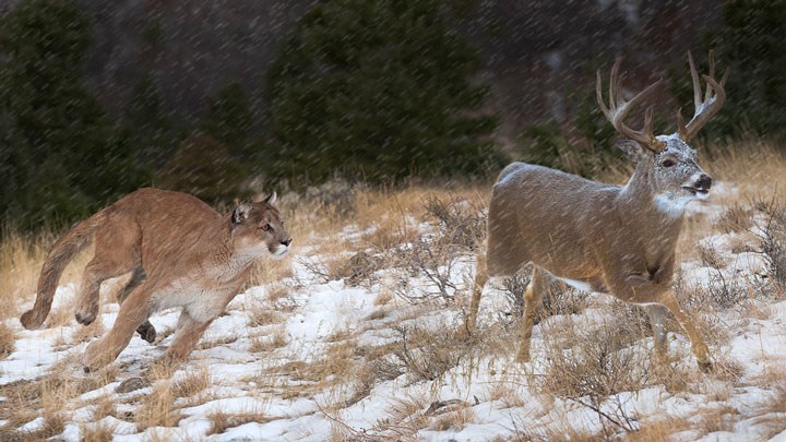 Colorado’s Expanding Predator Populations Creating Pressure on Deer