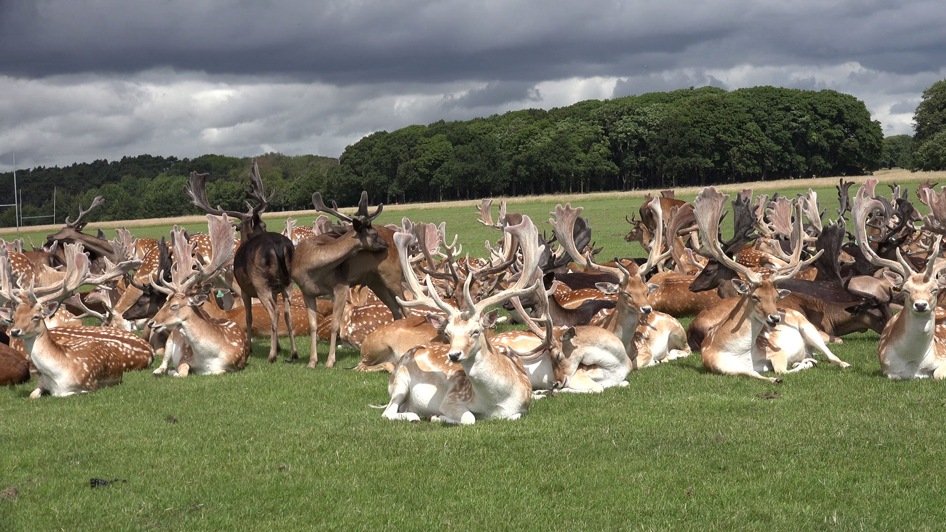 fallow deer in Phoenix Park in Dublin, Ireland