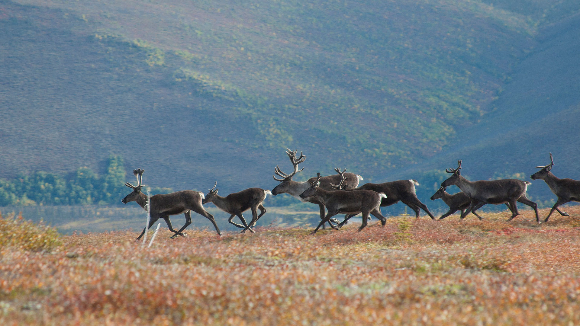 NRA Hunters' Leadership Forum | Hunters Support Emergency Closure of Caribou Hunt in Alaska GMU 13
