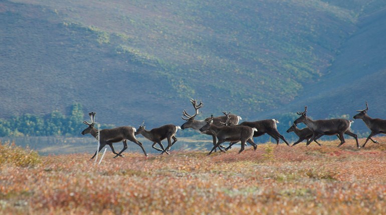NRA Hunters' Leadership Forum | Hunters Support Emergency Closure of Caribou Hunt in Alaska GMU 13