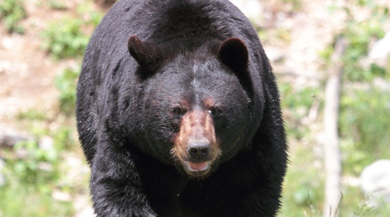 NRA Hunters' Leadership Forum | N.J. Gov. Murphy Permanently Reinstates Bear Hunt to Cut Species’ Populations