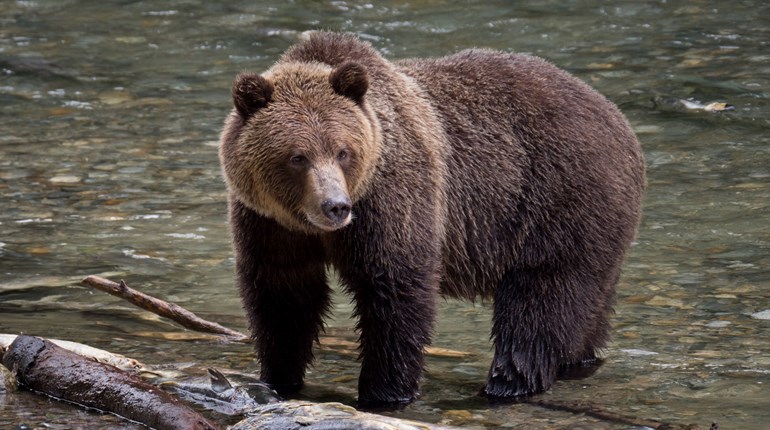 NRA Hunters' Leadership Forum | Latest Fatal Grizzly Bear Attack Underscores Need for Species’ Management through Hunting