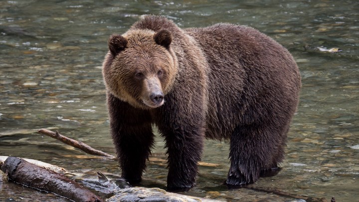 Latest Fatal Grizzly Bear Attack Underscores Need for Species’ Management through Hunting 