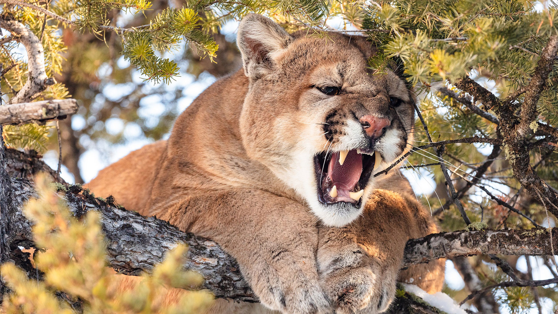 NRA Hunters' Leadership Forum | Colorado Ballot Initiative Would Ban Mountain Lion Hunting