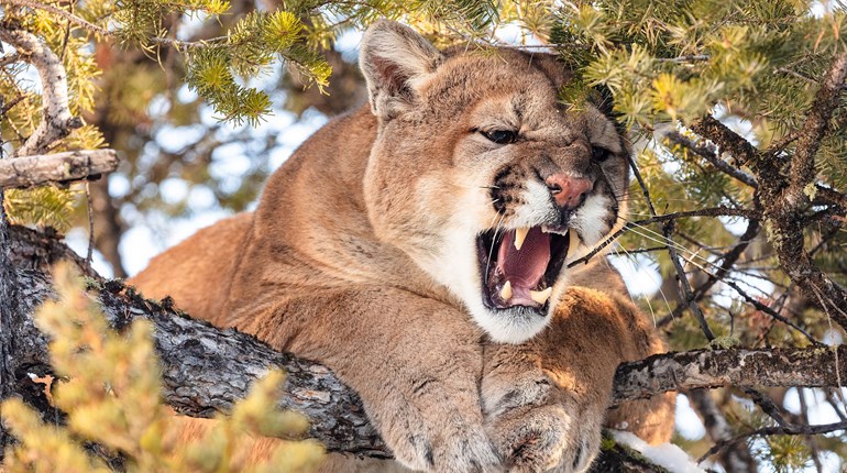 NRA Hunters' Leadership Forum | Colorado Ballot Initiative Would Ban Mountain Lion Hunting
