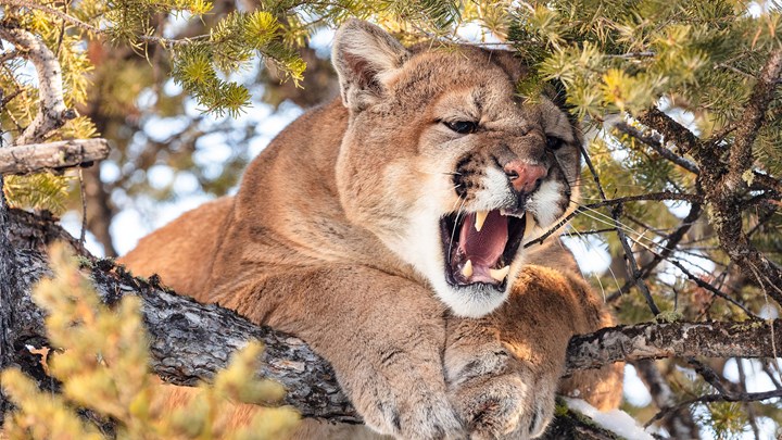 Colorado Ballot Initiative Would Ban Mountain Lion Hunting