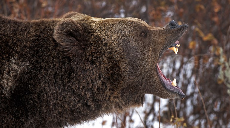 NRA Hunters' Leadership Forum | Hunter Alert: Weigh in on B.C. Grizzly Bear Management by Oct. 6