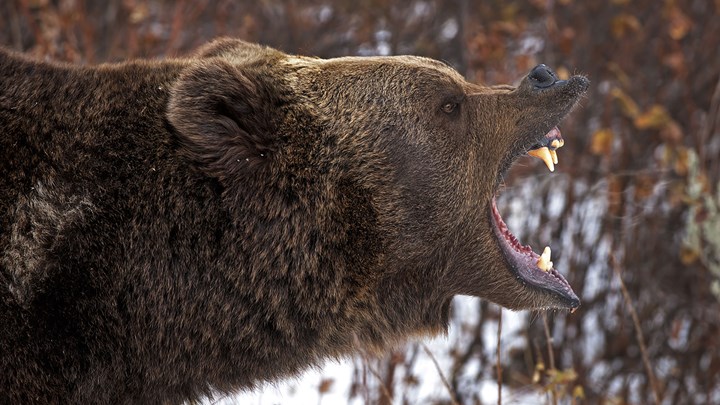 Hunter Alert: Weigh in on B.C. Grizzly Bear Management by Oct. 6