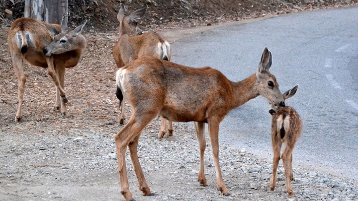 Helicopter Gunners to Kill off Catalina Island Mule Deer Herd