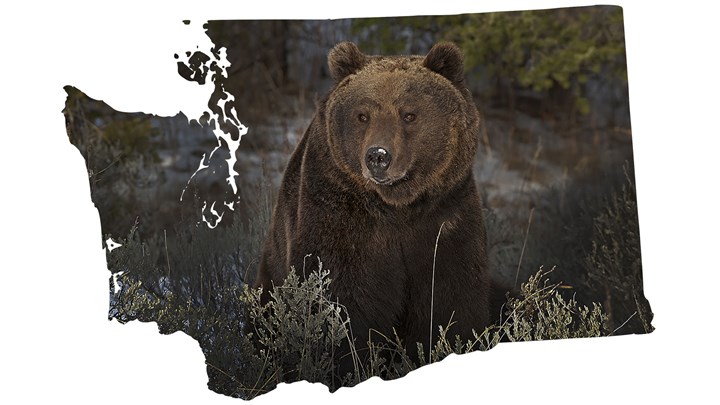 Rep. Newhouse, Area Residents Oppose Plan to Release Grizzlies in Washington State
