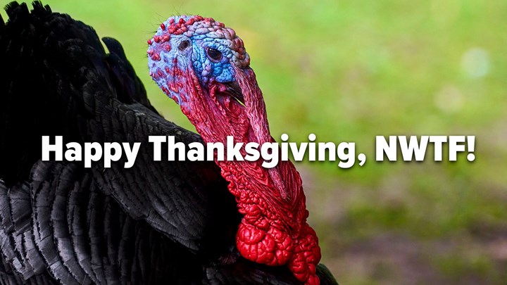 A Thanksgiving Thank You to the National Wild Turkey Federation for 50 Years of Conservation Success