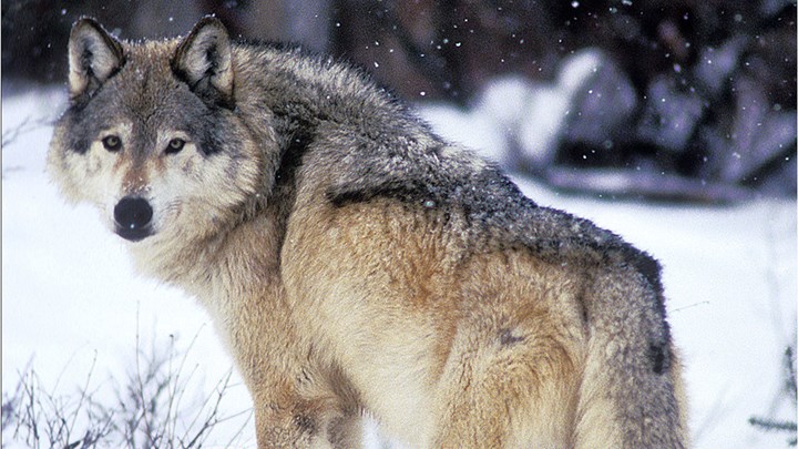 Michigan Looking to Reinstate Wolf Hunt If Species Is Delisted