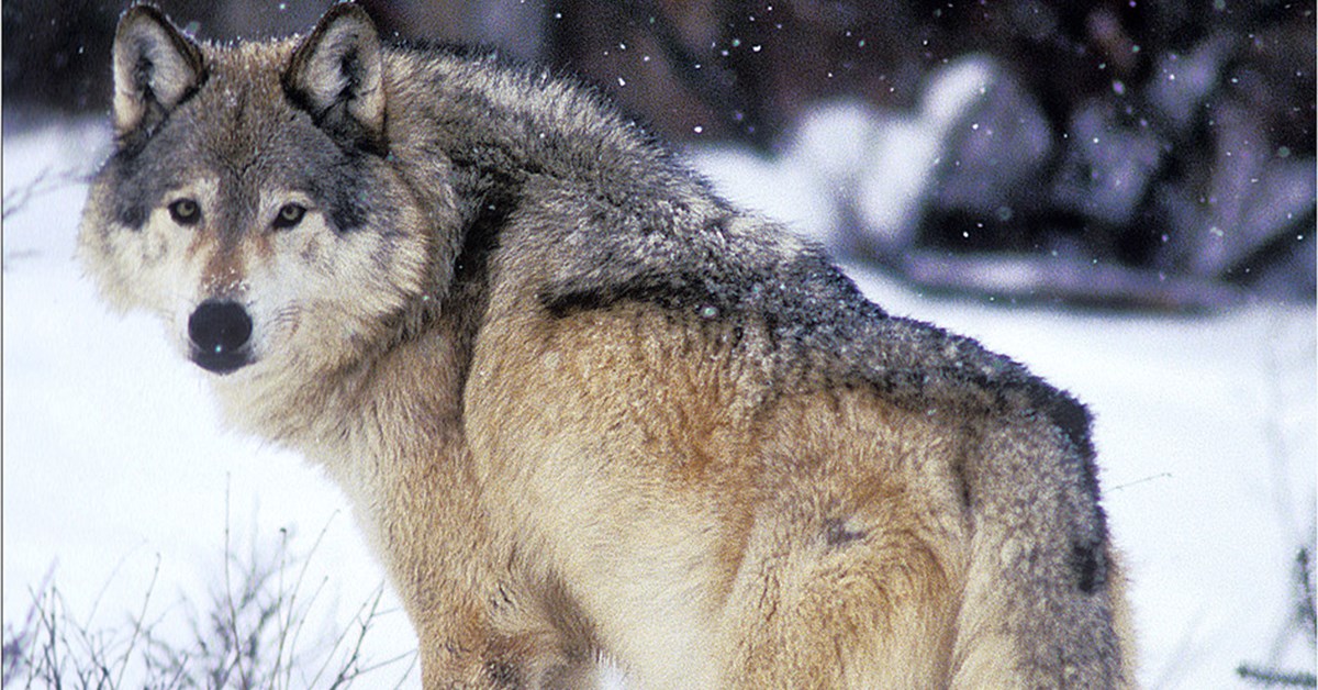 NRA Hunters' Leadership Forum | Michigan Looking to Reinstate Wolf Hunt ...