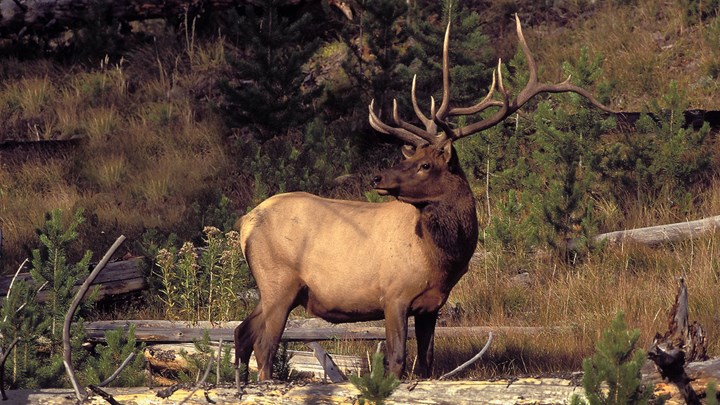 Virginia's Second Annual Elk Hunt a Success