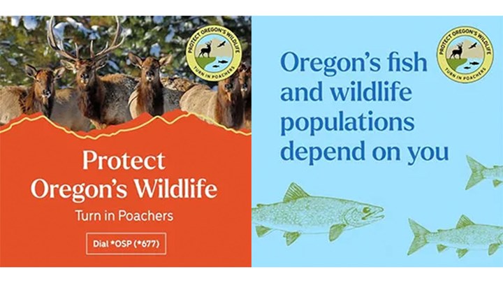 Oregon Study Results in Ad Campaign to Increase Public Awareness of Poaching