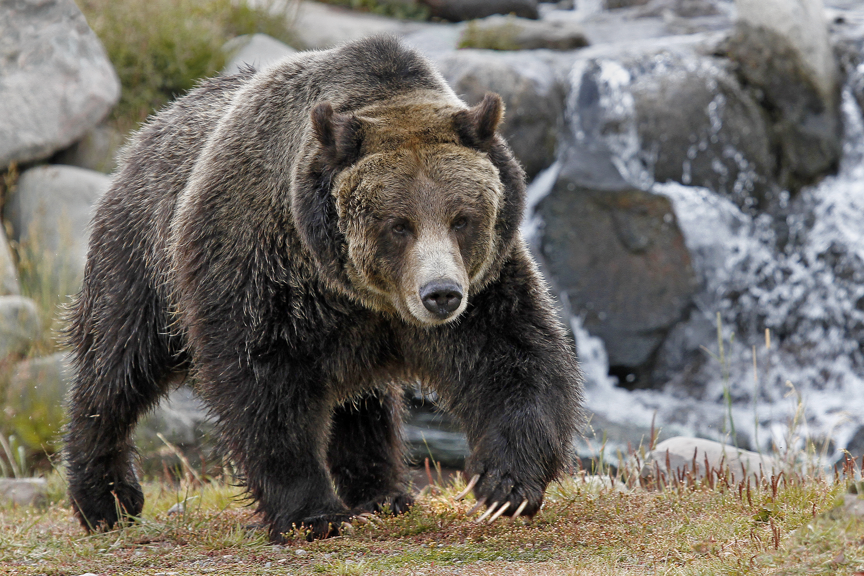 NRA Hunters' Leadership Forum | Biden Administration Moves on with Plan for Grizzly Bear Release Despite Pushback