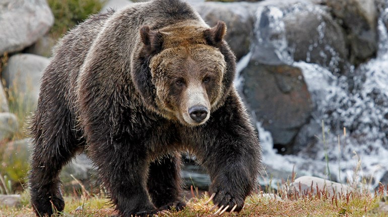 NRA Hunters' Leadership Forum | Biden Administration Moves on with Plan for Grizzly Bear Release Despite Pushback