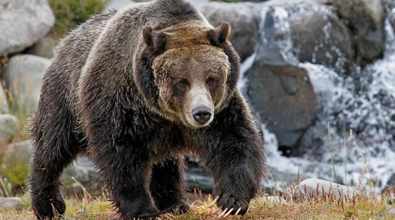 NRA Hunters' Leadership Forum | Biden Administration Moves on with Plan for Grizzly Bear Release Despite Pushback