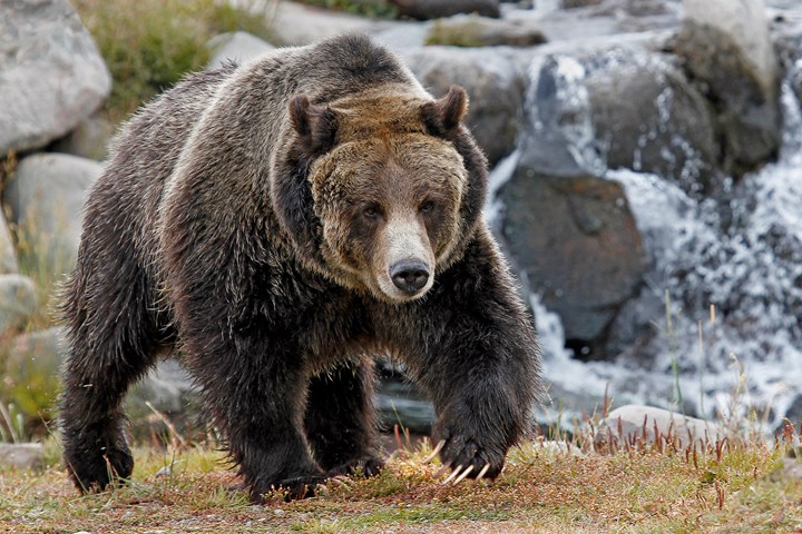 Biden Administration Moves on with Plan for Grizzly Bear Release Despite Pushback