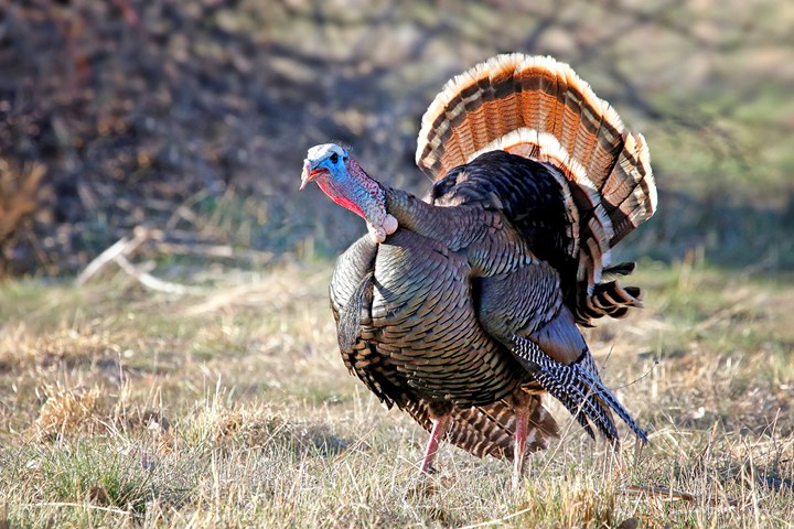 Surefire Ways to Extend Your Turkey Season (and Send You Home Empty-Handed)