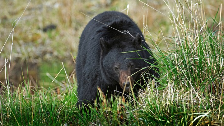 Louisiana Black Bear Recovery Allows for Limited Hunt