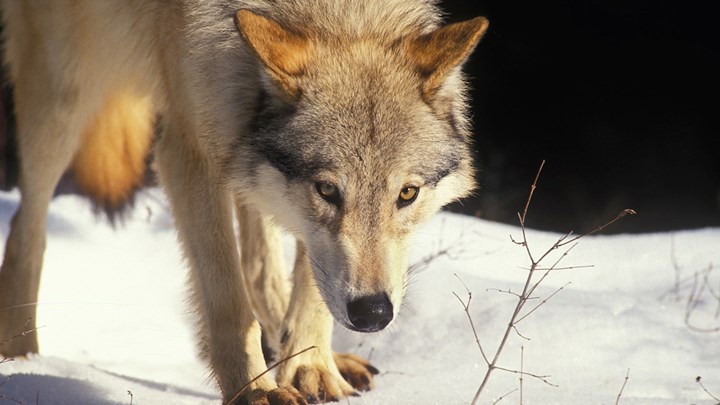Trust the Science: U.S. House Votes to Delist the Recovered Gray Wolf