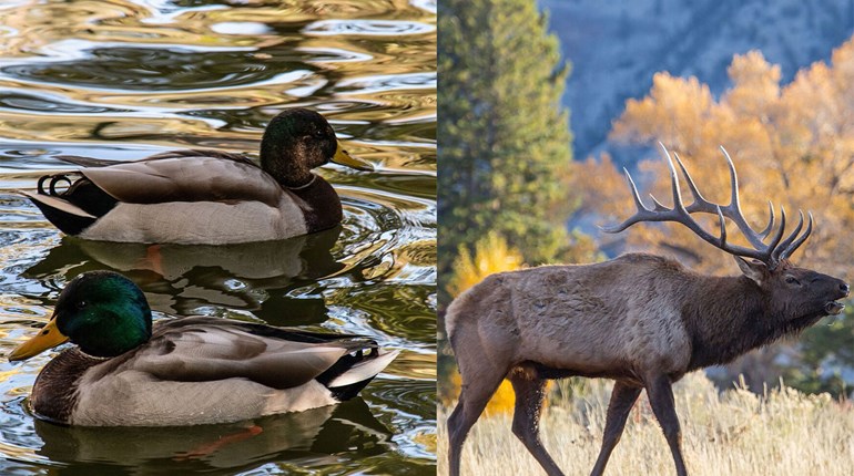 NRA Hunters' Leadership Forum | Two National Conservation Groups Showcase Hunters’ Dollars at Work