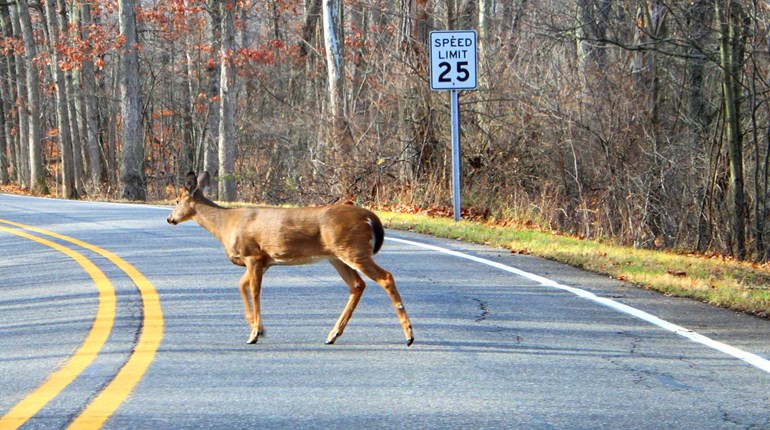 NRA Hunters' Leadership Forum | Indiana Reduces Deer-Vehicle Collisions