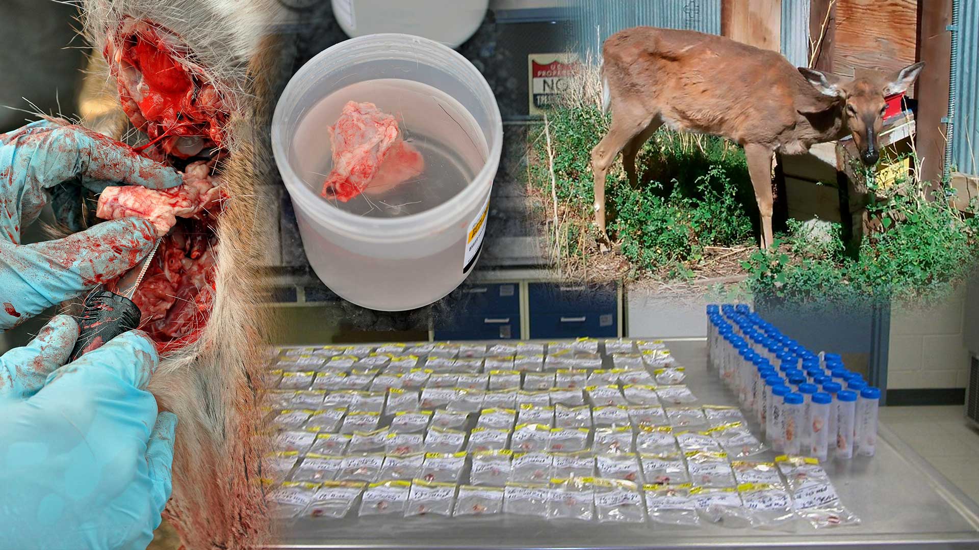 NRA Hunters' Leadership Forum | Washington Is Latest State to Confirm Chronic Wasting Disease in Deer