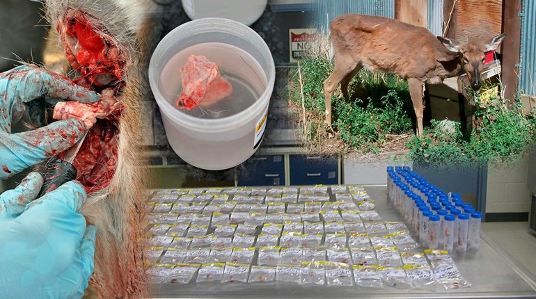 NRA Hunters' Leadership Forum | Washington Is Latest State to Confirm Chronic Wasting Disease in Deer